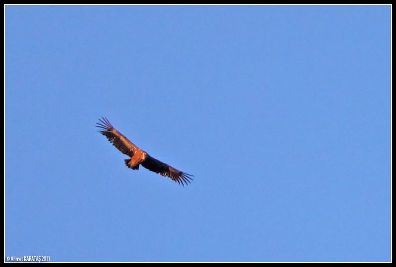 Griffon Vulture