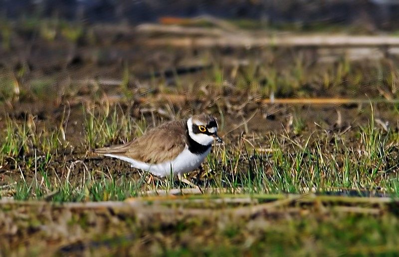 Little Ringed Plover