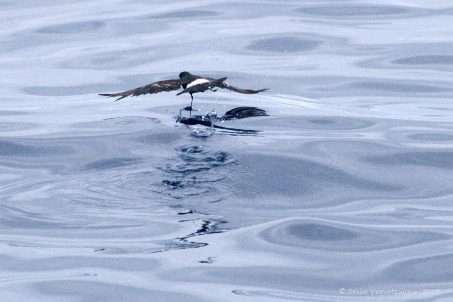 European Storm Petrel