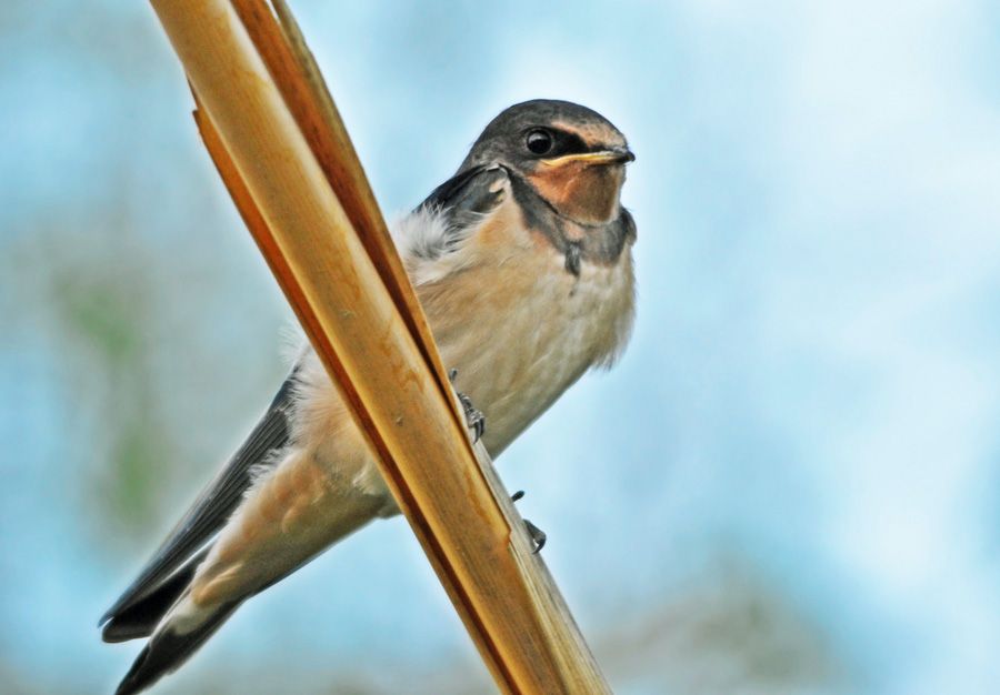 Barn Swallow