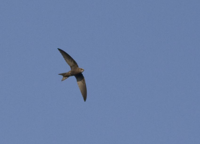 Common Swift