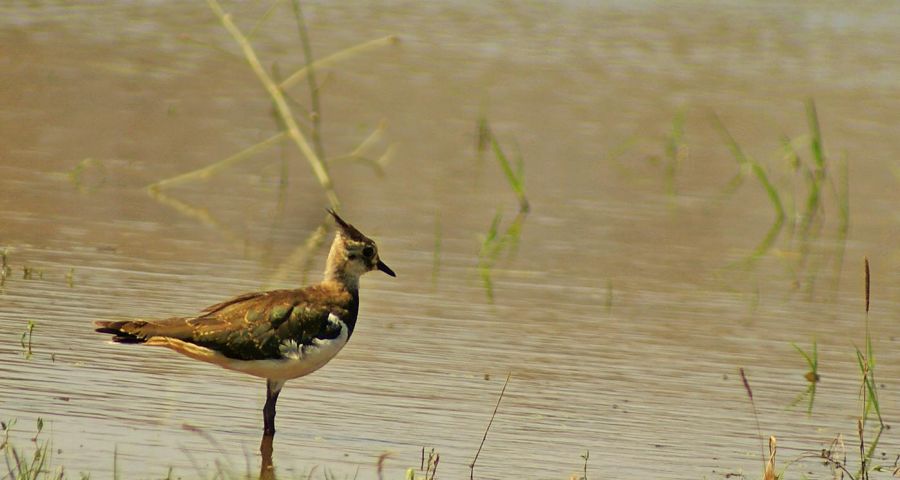 Northern Lapwing