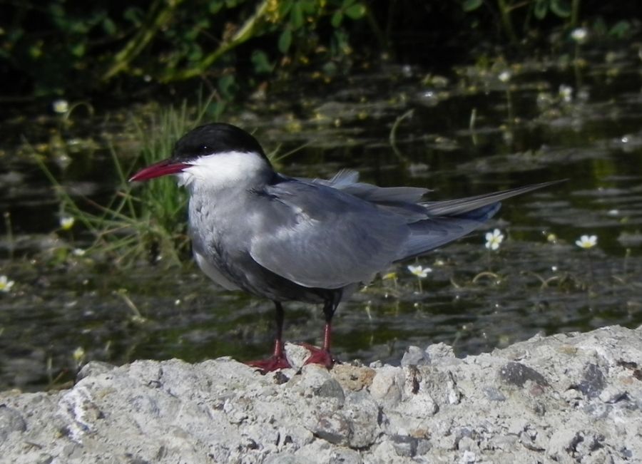 Whiskered Tern