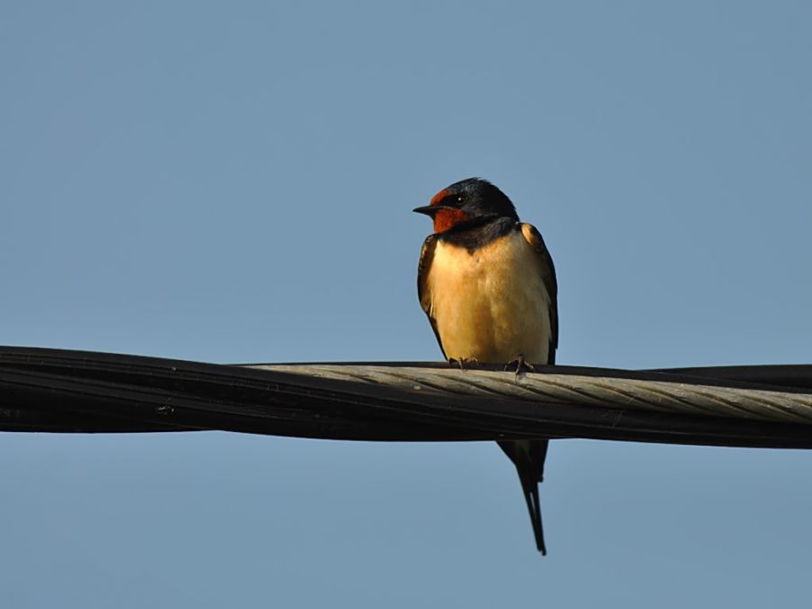 Barn Swallow