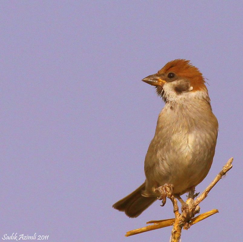 Eurasian Tree Sparrow