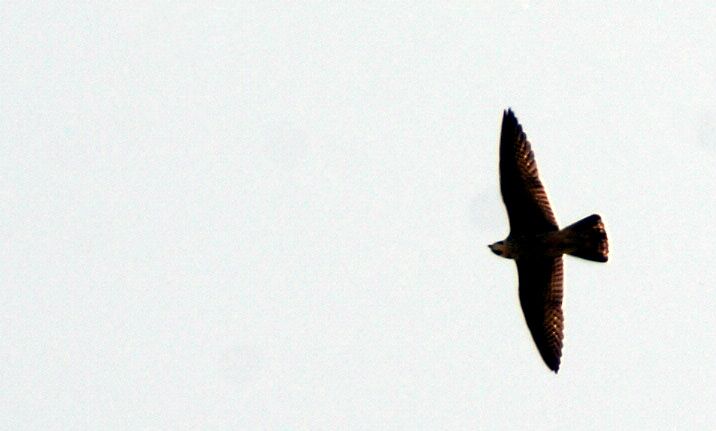Peregrine Falcon