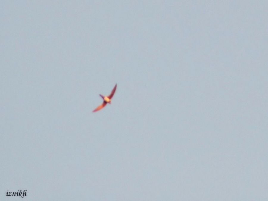 Alpine Swift