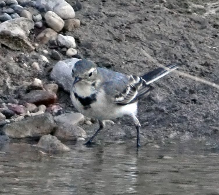 White Wagtail