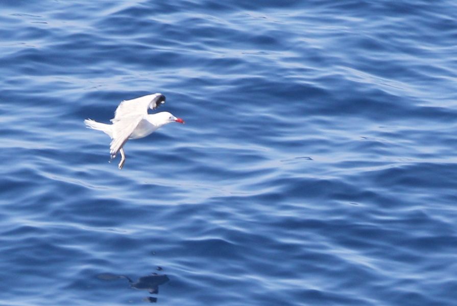 Audouin`s Gull