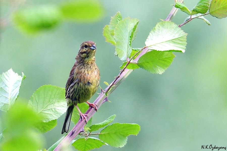 Cirl Bunting