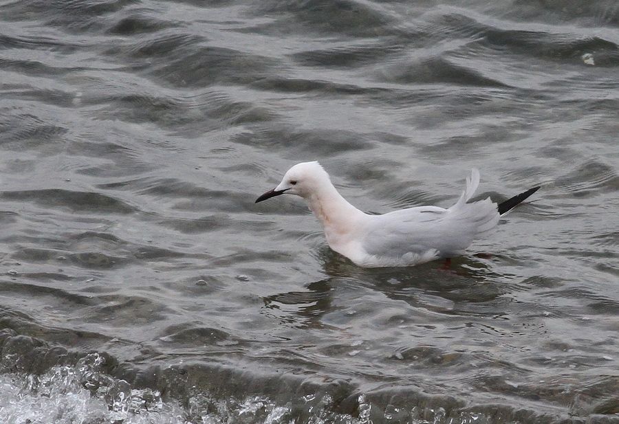 Slender-billed Gull