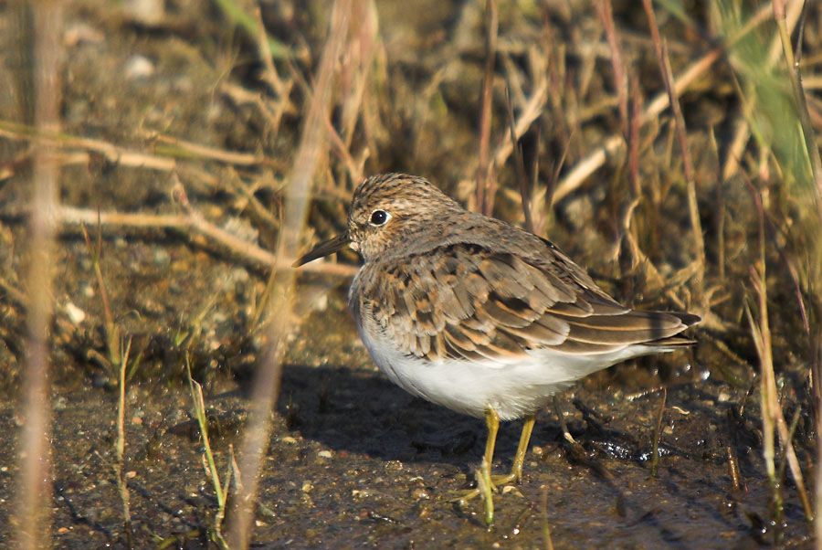 Temminck`s Stint