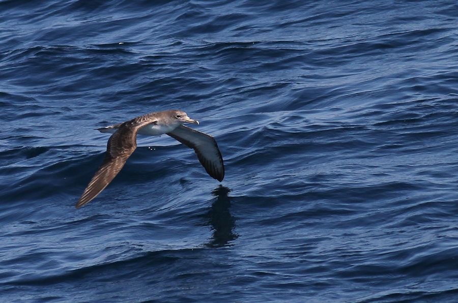 Scopoli`s Shearwater