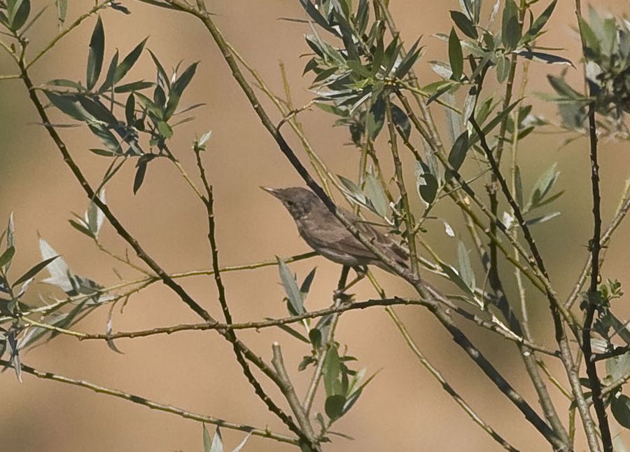 Eastern Olivaceous Warbler