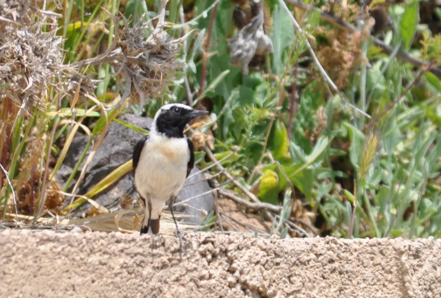 Black-eared Wheatear