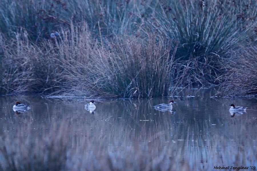 Smew