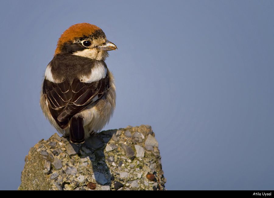 Woodchat Shrike