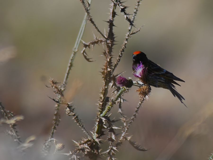 Red-fronted Serin