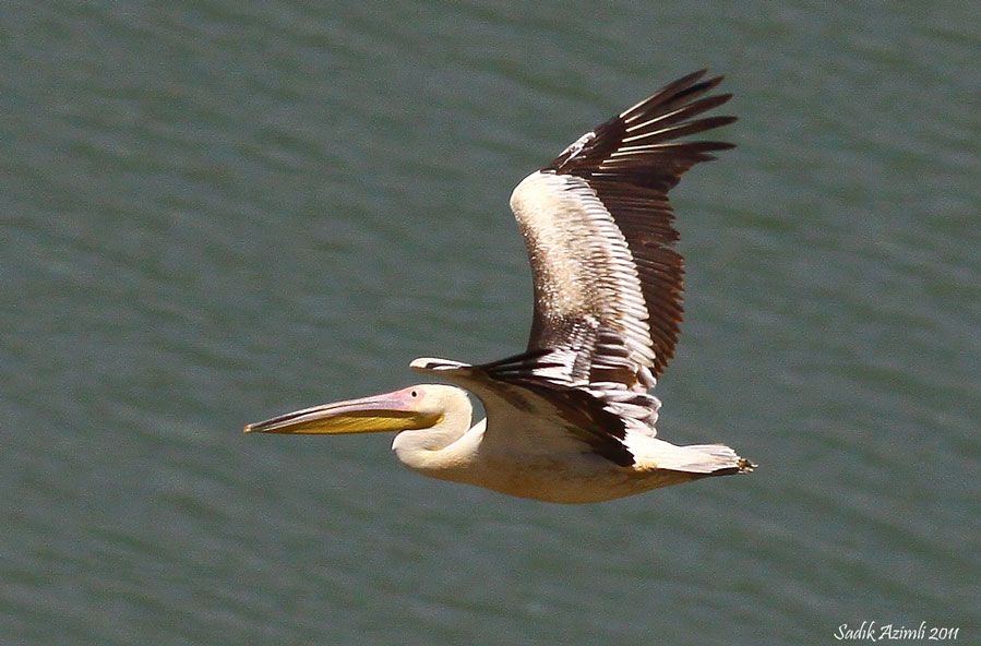 Great White Pelican