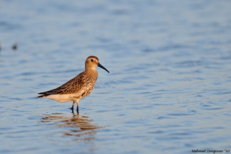 Dunlin
