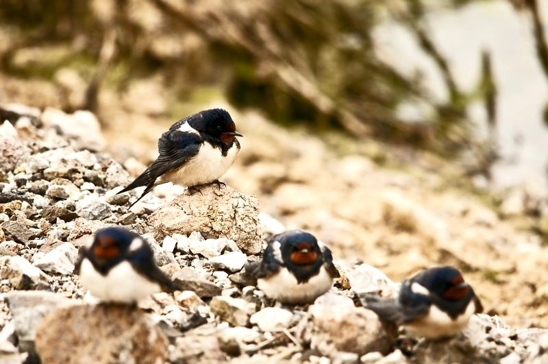 Barn Swallow