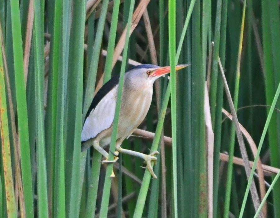 Little Bittern