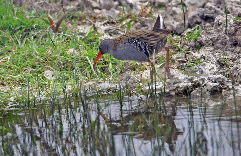 Water Rail