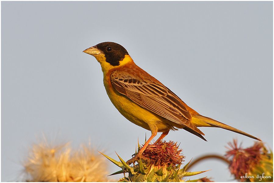 Black-headed Bunting