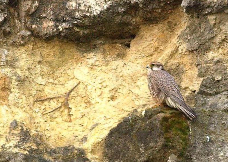 Saker Falcon