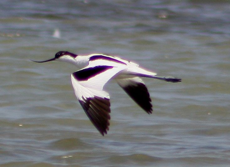 Pied Avocet
