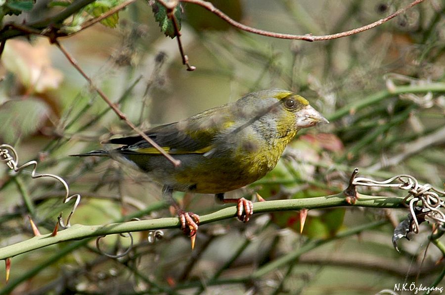 European Greenfinch