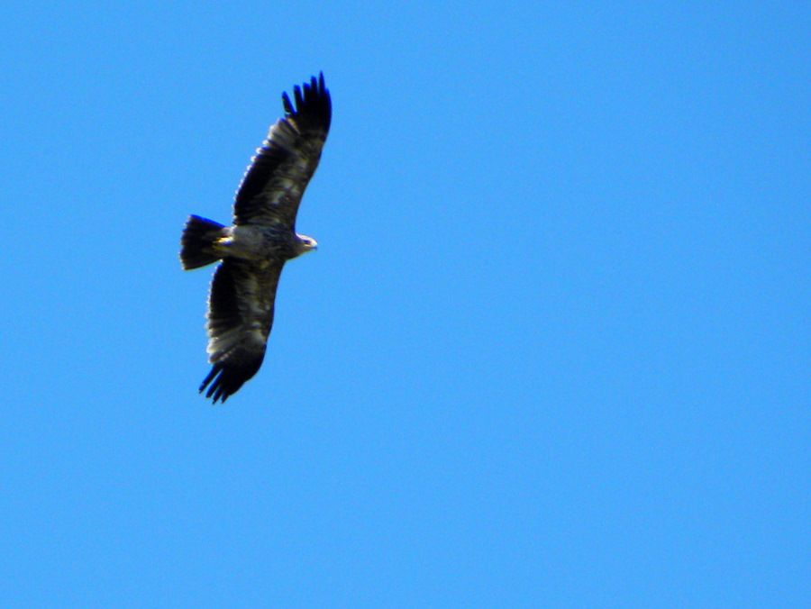 Eastern Imperial Eagle
