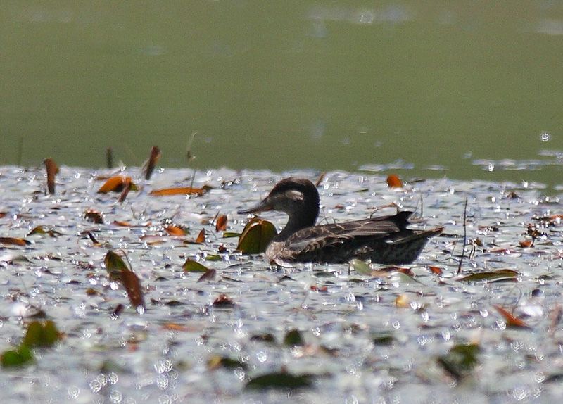Garganey