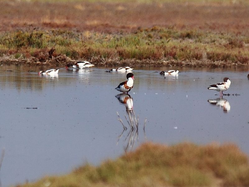 Common Shelduck