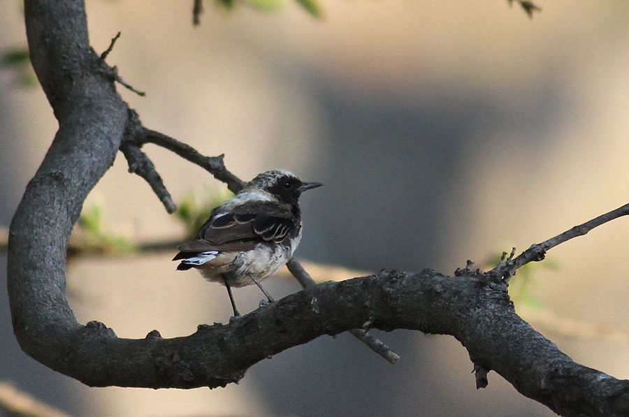 Black-eared Wheatear