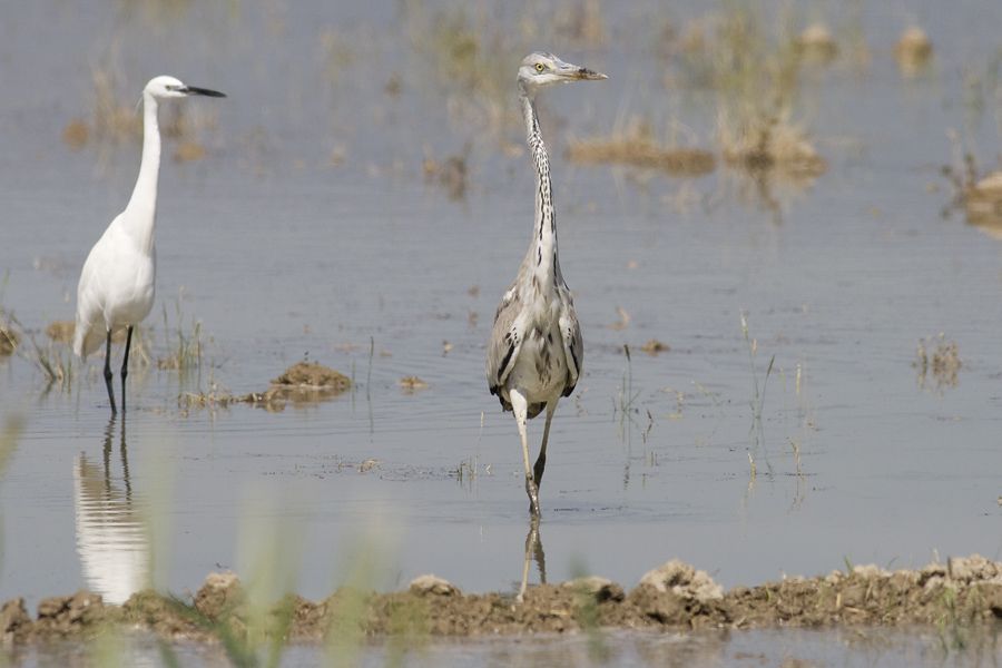 Grey Heron