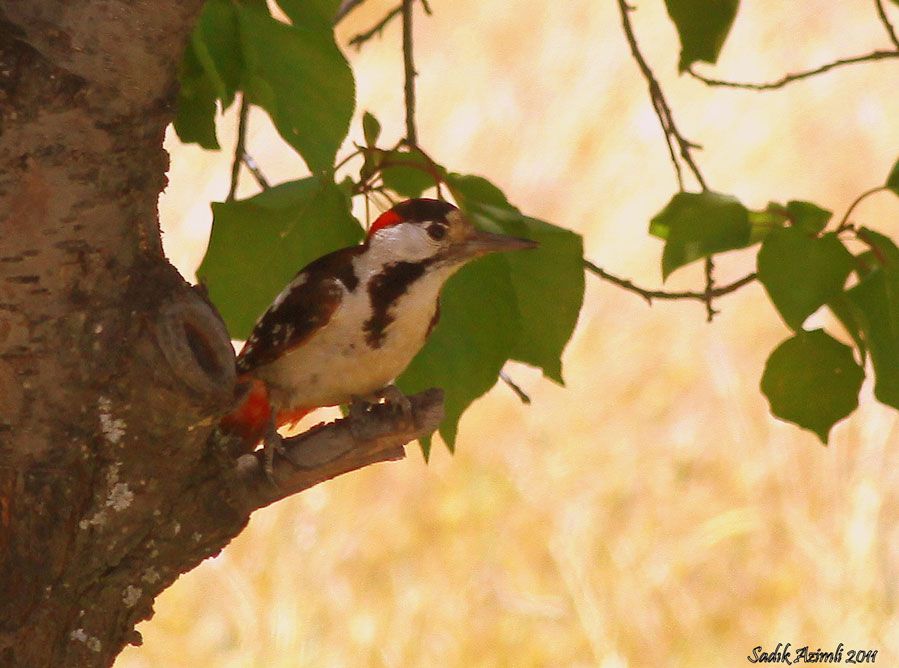 Syrian Woodpecker