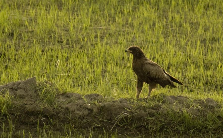Lesser Spotted Eagle