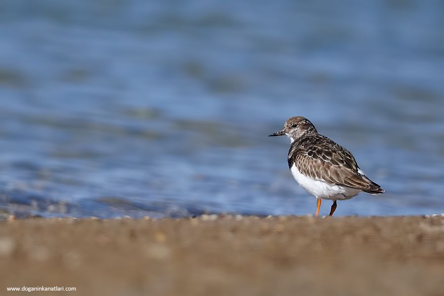 Ruddy Turnstone