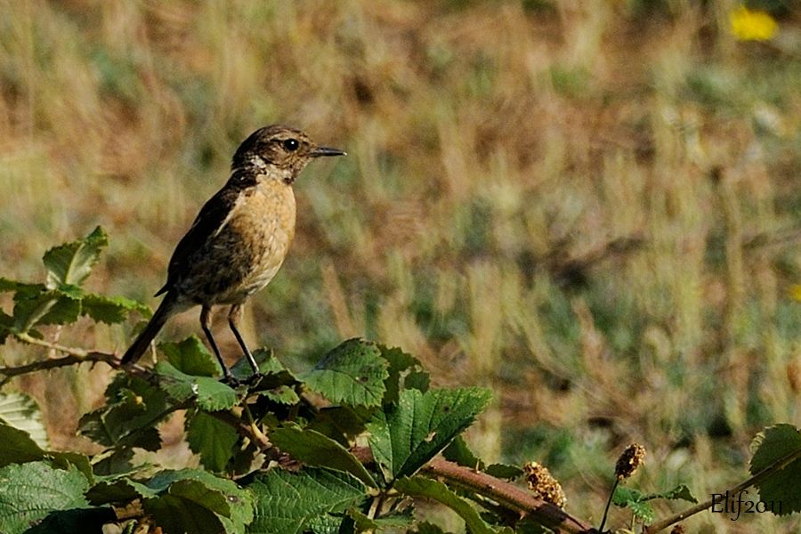 European Stonechat