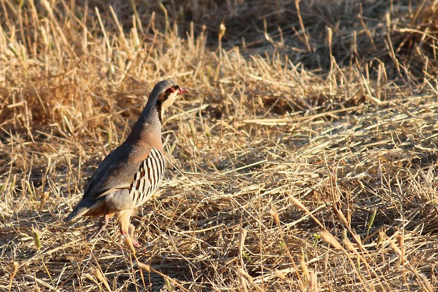 Chukar Partridge