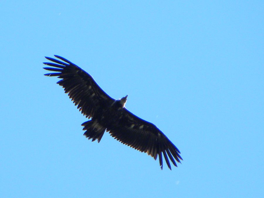 Cinereous Vulture