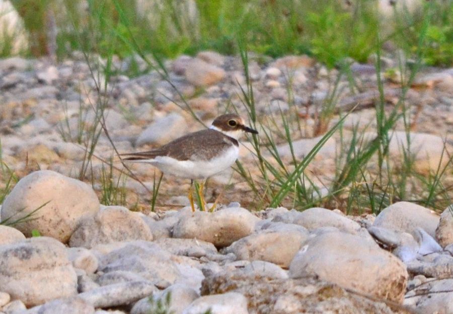 Little Ringed Plover