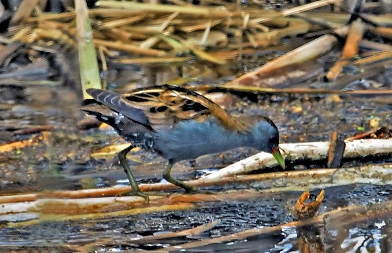 Little Crake