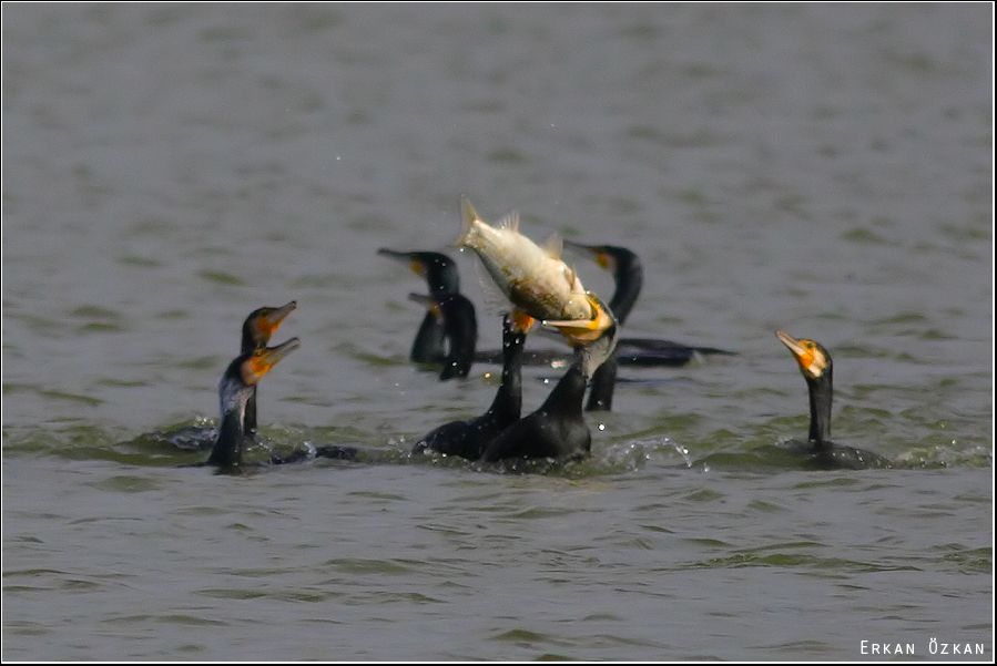 Great Cormorant