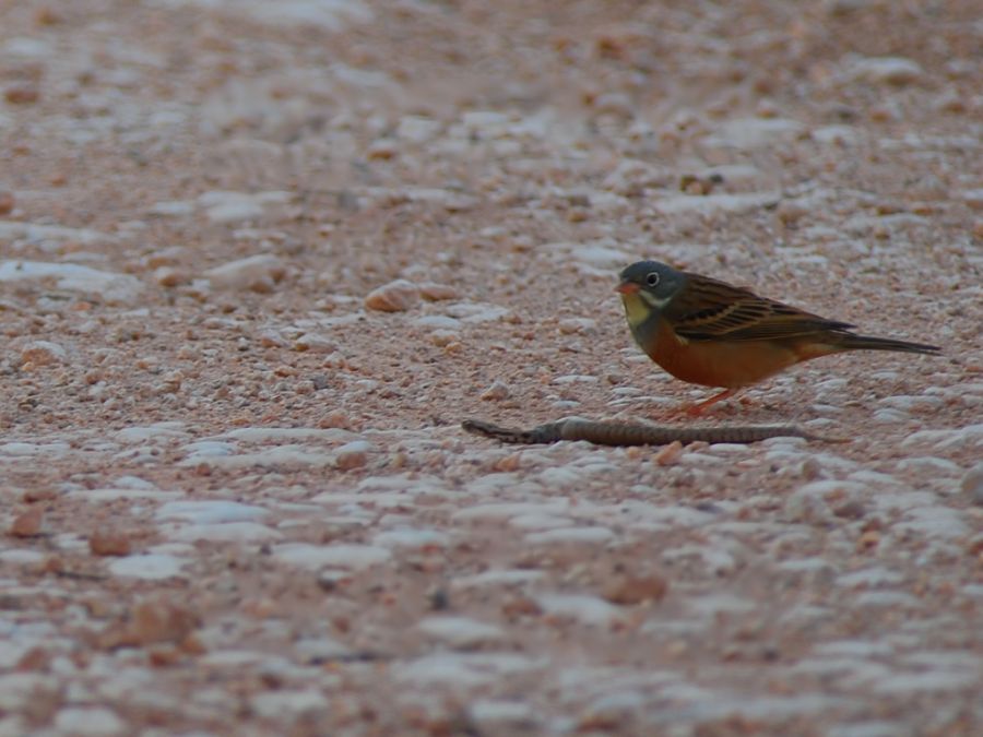 Ortolan Bunting