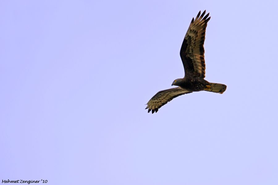 European Honey Buzzard