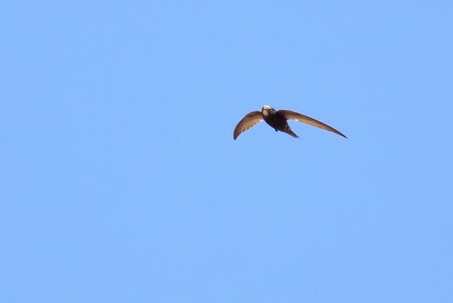 Common Swift