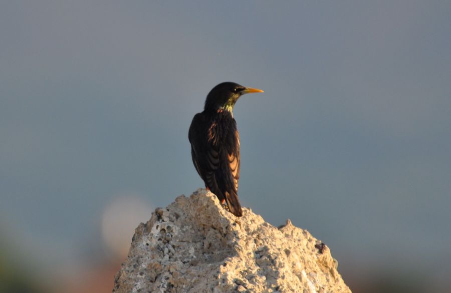 Common Starling