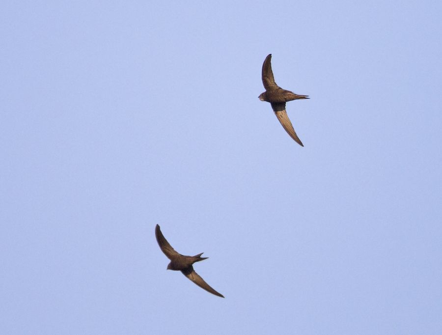 Common Swift